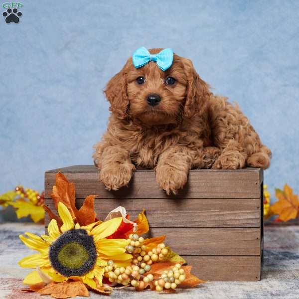 Riley, Cavapoo Puppy